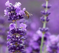 Live Munstead Lavender Plant for Garden Aromatherapy Growing