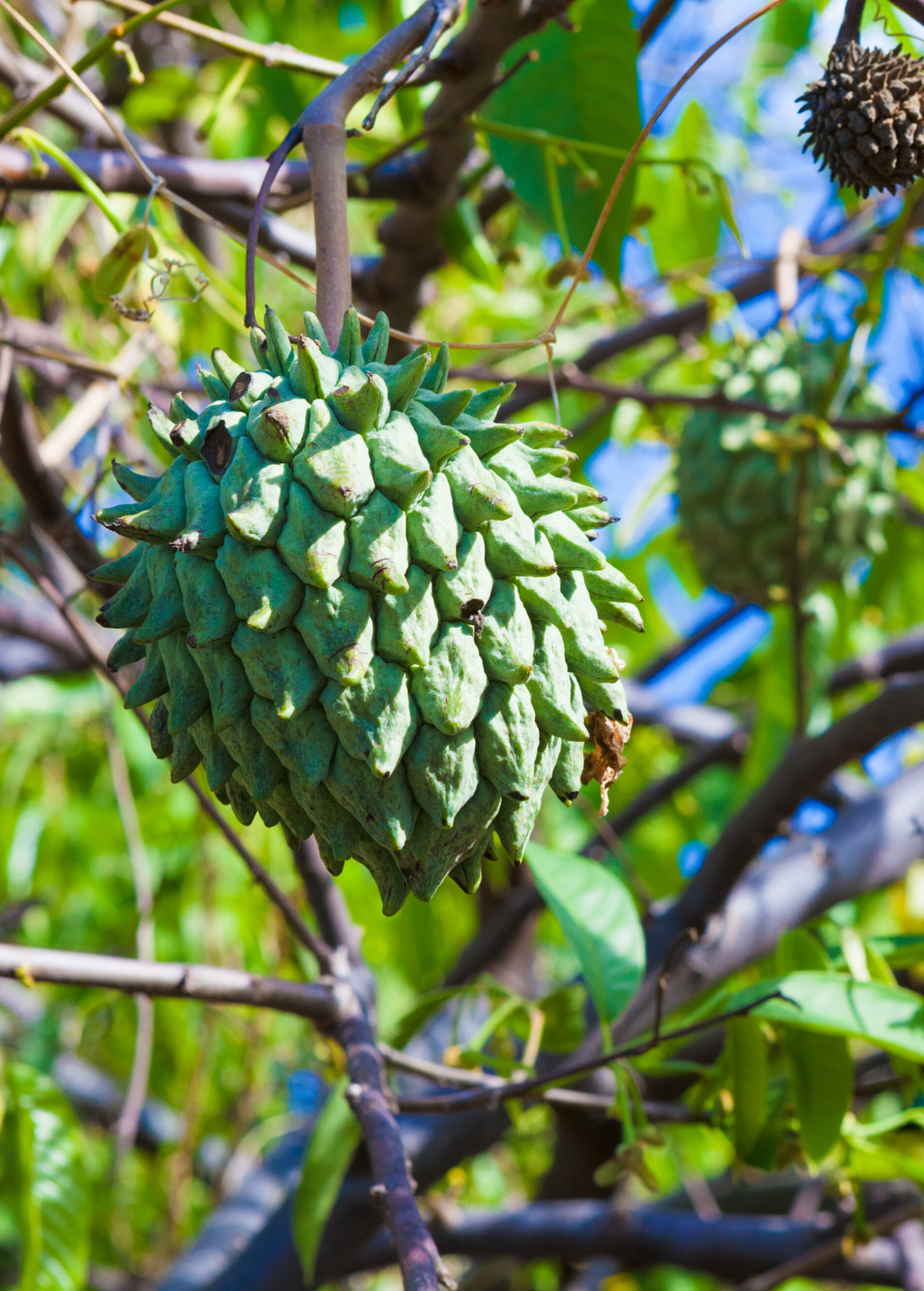 Rollinia (Rollinia deliciosa)