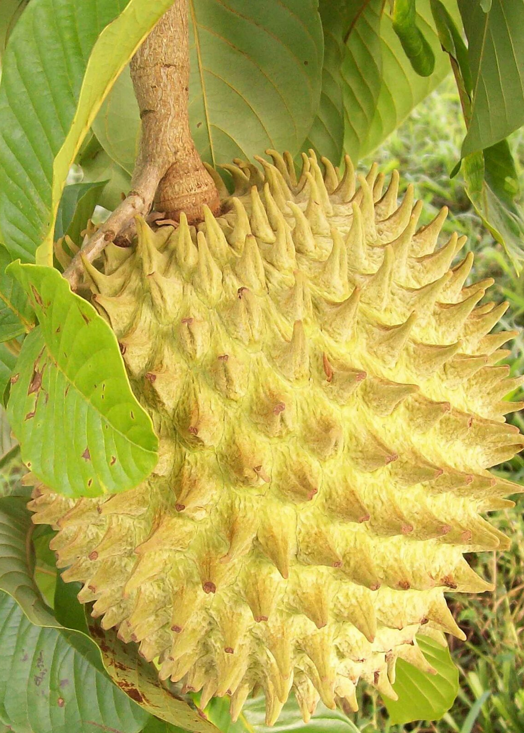 Rollinia Seedling (Rollinia deliciosa)