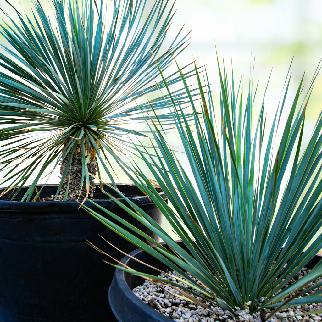 Yucca Rstrata Yucca Rostrata – Nate's Garden Supply