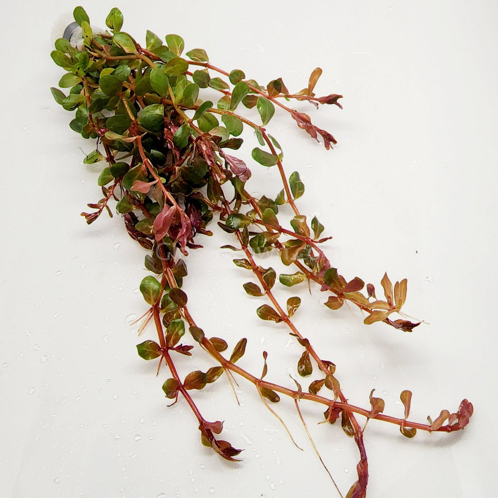 Rotala Vietam H'ra