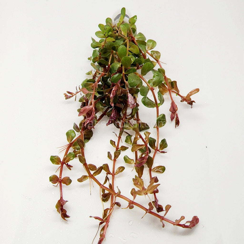 Rotala Vietam H'ra