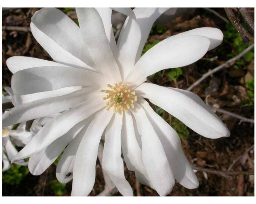 Magnolia 'Royal Star'