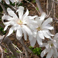 Magnolia 'Royal Star'