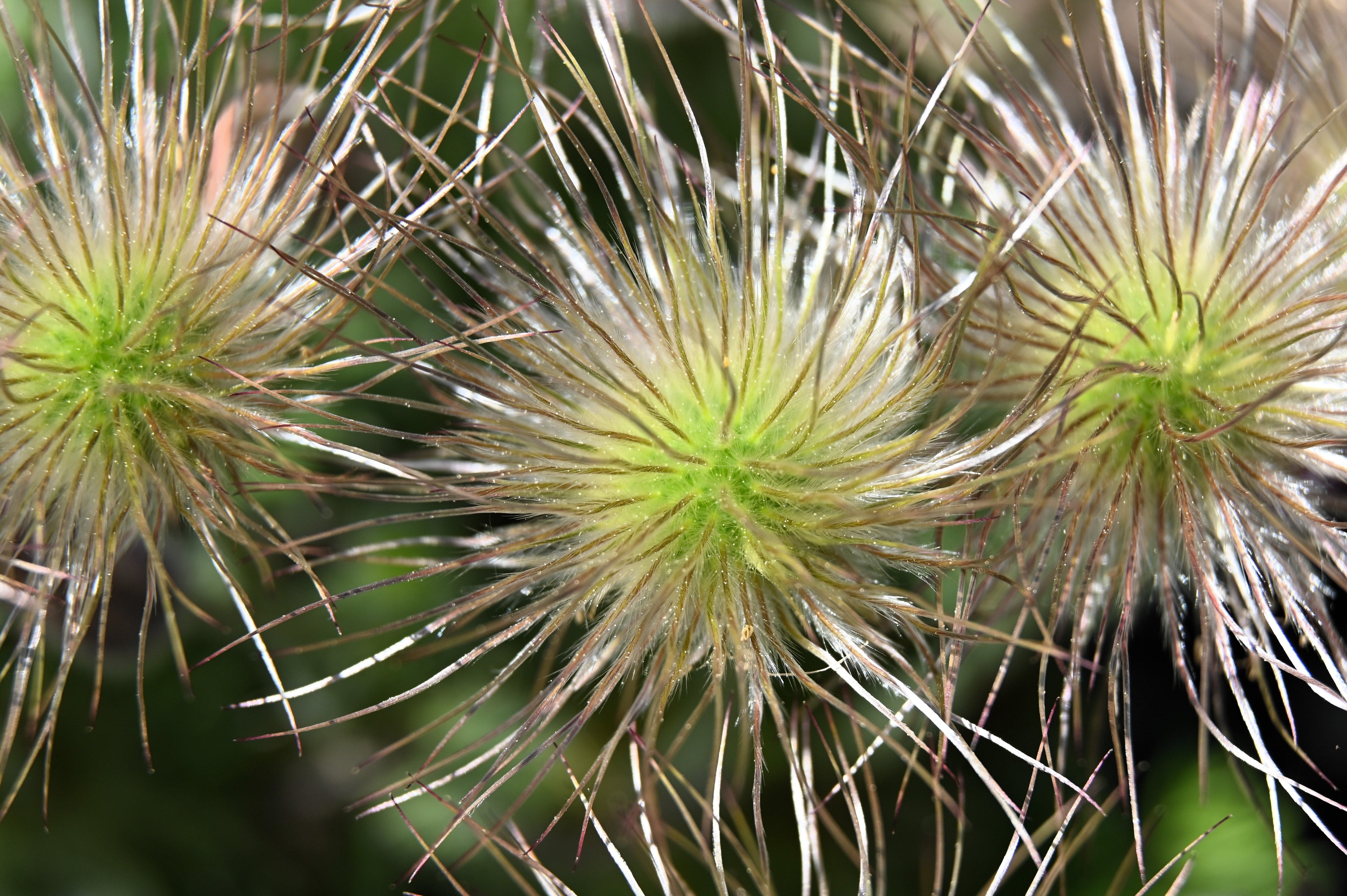 25 WHITE ANEMONE Pulsatilla Vulgaris PASQUE flower Seeds
