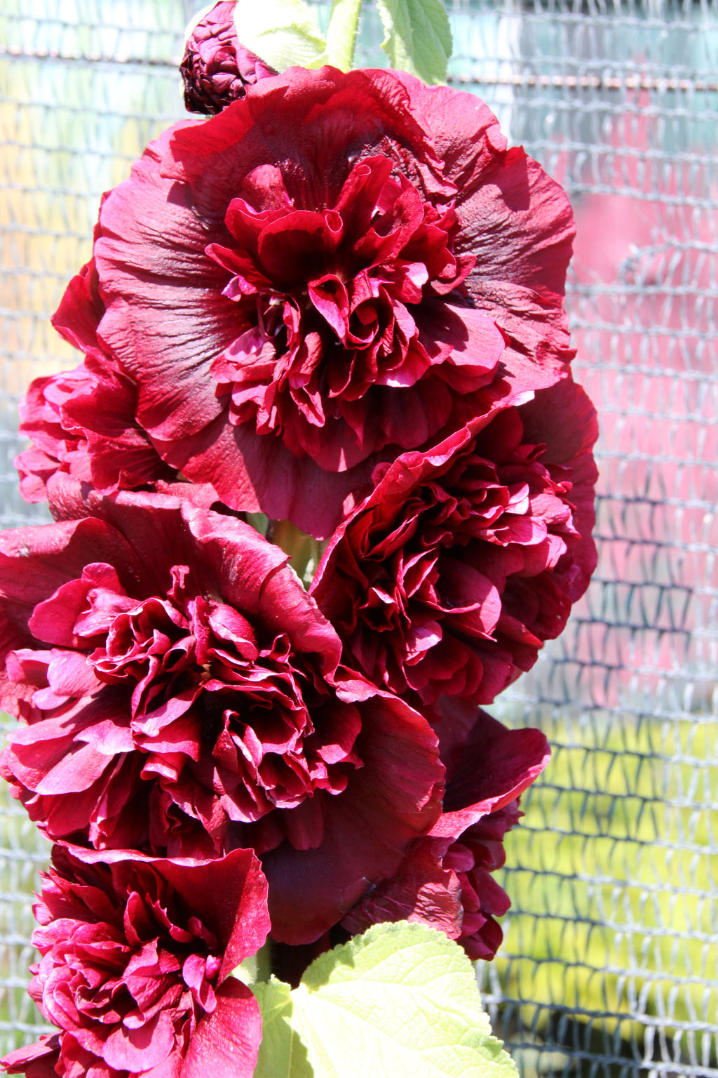 25 SCARLET DOUBLE Red HOLLYHOCK Alcea Rosea Flower Seeds Perennial