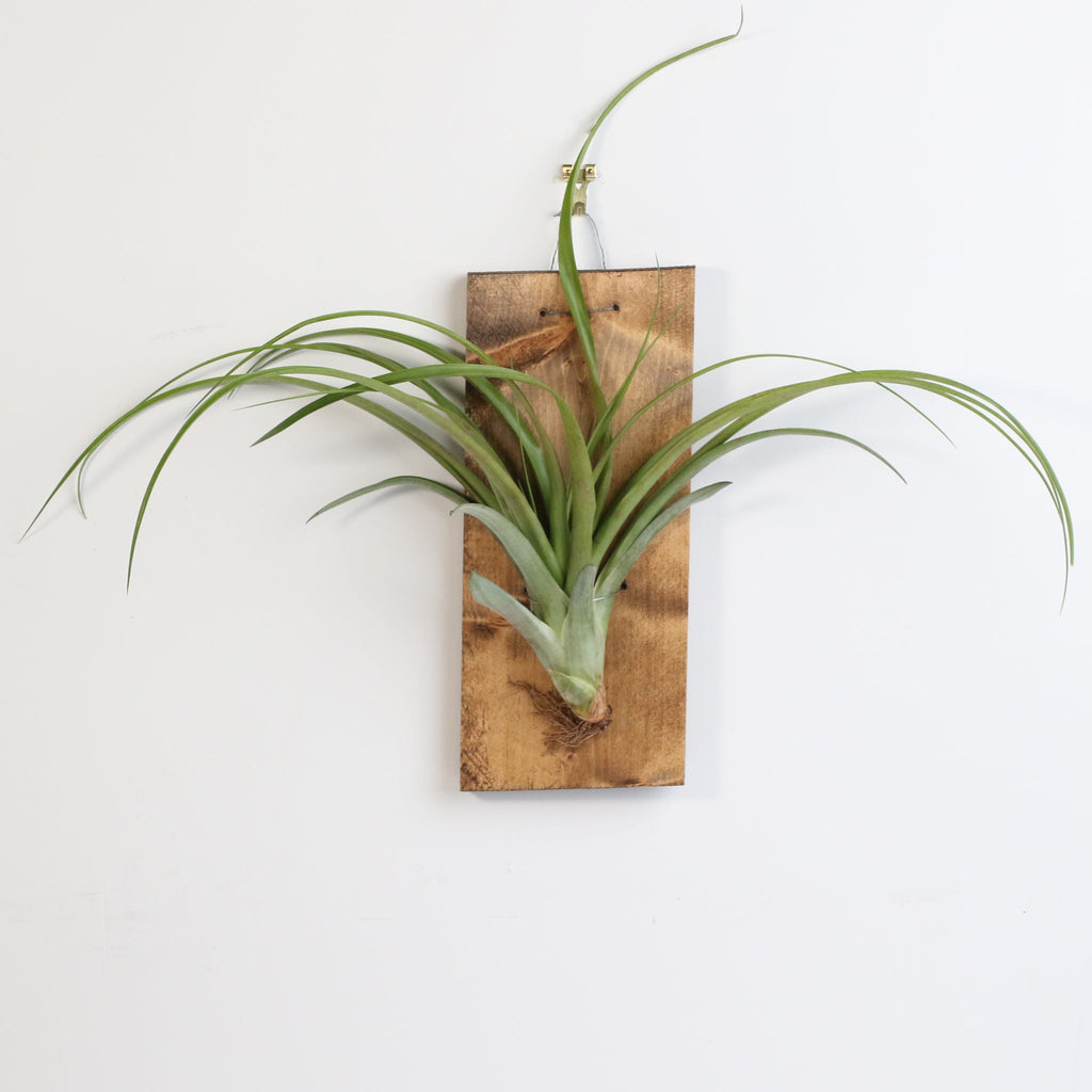 Bare Root Tillandsia Capitata Rubra Large