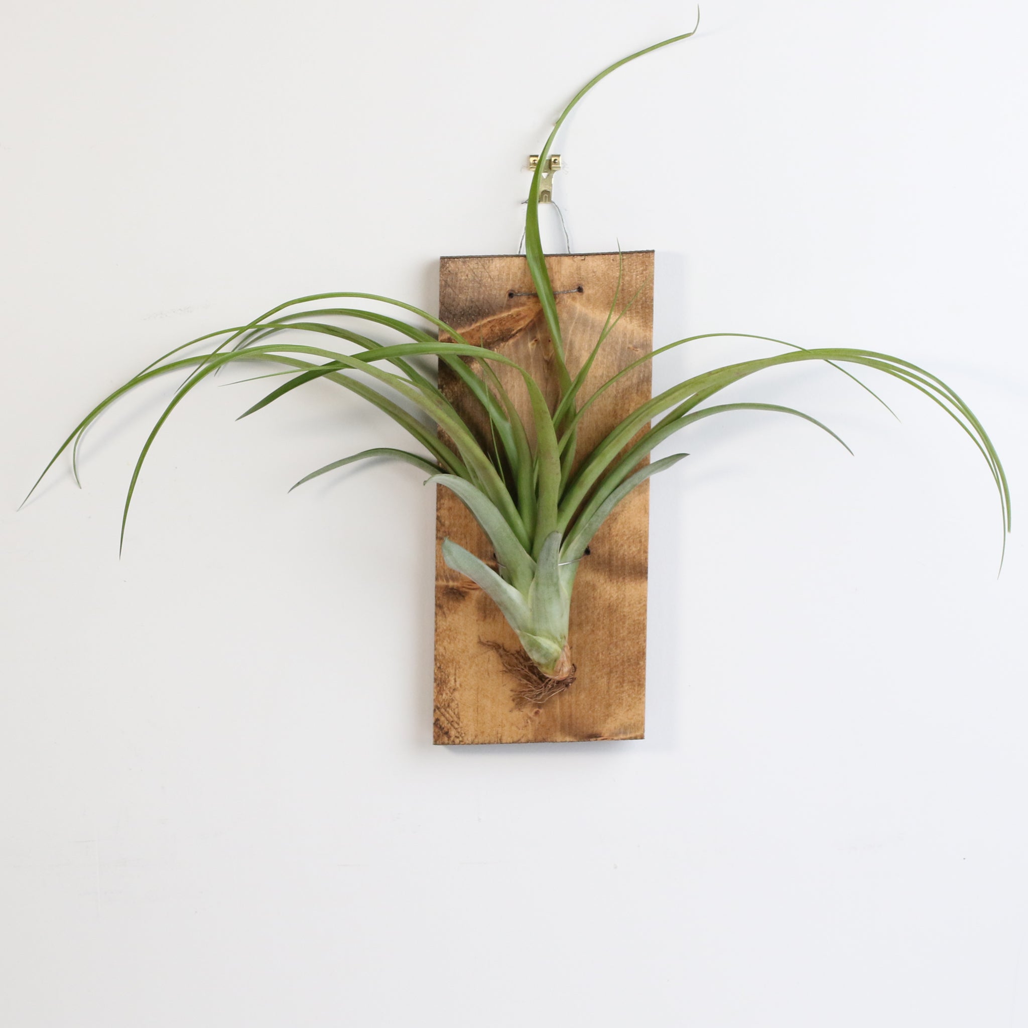 Bare Root Tillandsia Capitata Rubra Large