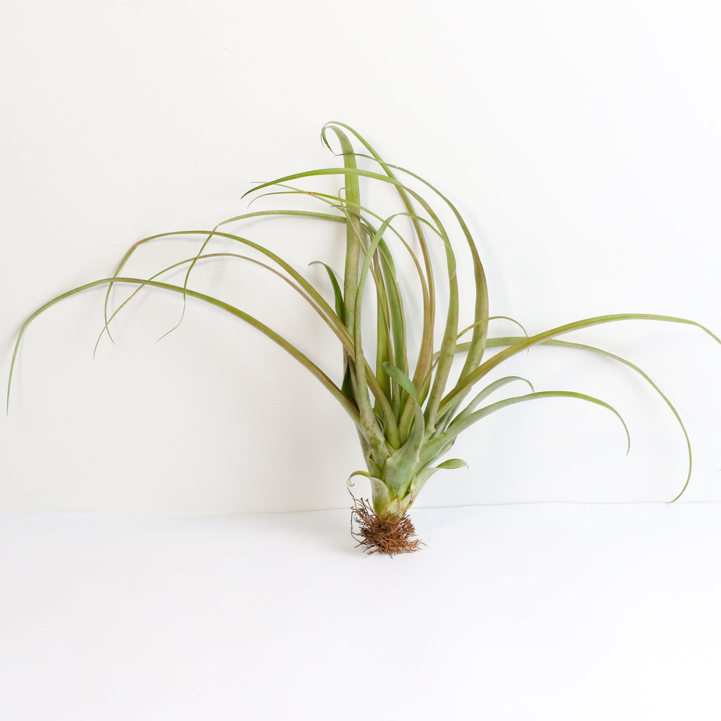 Bare Root Tillandsia Capitata Rubra Large