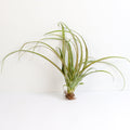 Bare Root Tillandsia Capitata Rubra Large