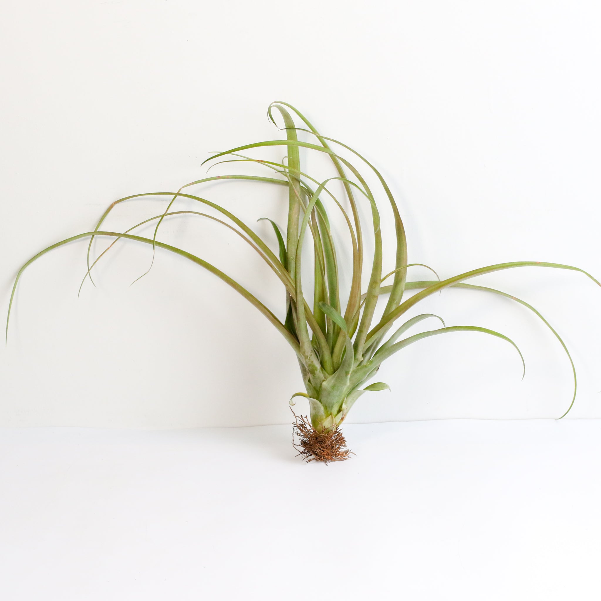 Bare Root Tillandsia Capitata Rubra Large