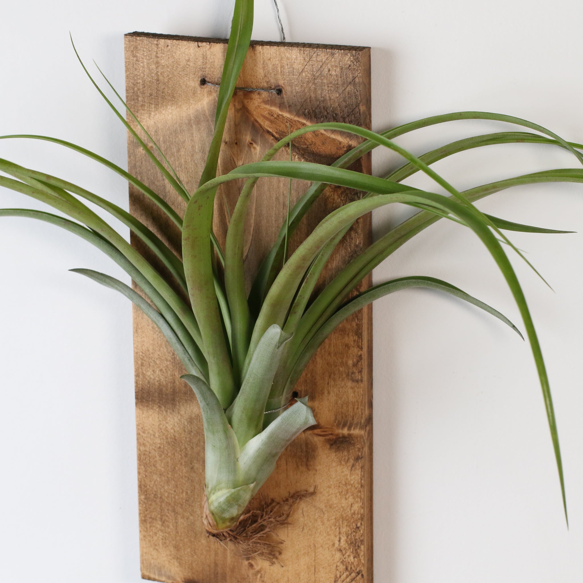 Bare Root Tillandsia Capitata Rubra Large
