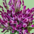 Ruby Parfait celosia Seeds