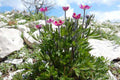 Anemone multifida Seeds – Wildflower Perennial, Windflower, Pollinator-Friendly, Non-GMO, Native Plant Garden & Meadow Seeds