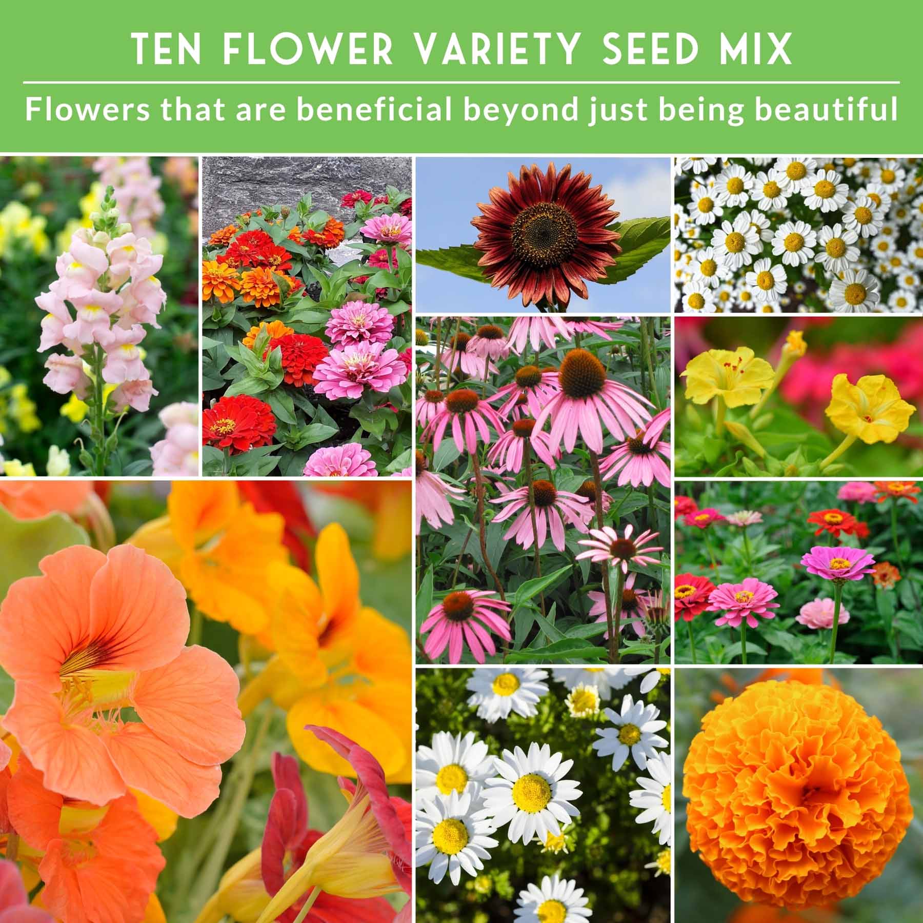 10 Heirloom Flower Seed Collection – Non-GMO Annuals & Perennials