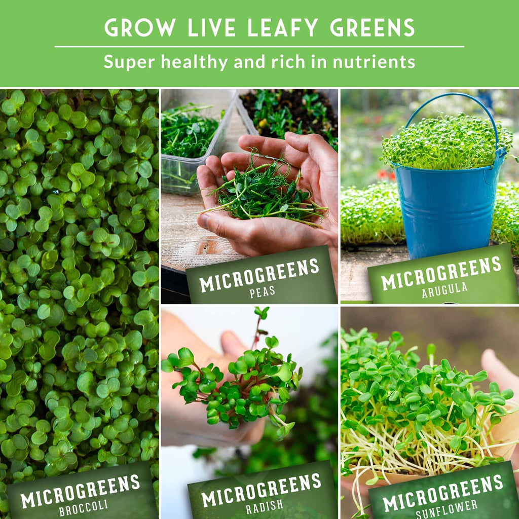 10-Variety Heirloom Microgreen Seed Pack – Non-GMO Seeds for Indoor Growing, Sprouting & Year-Round Nutrition