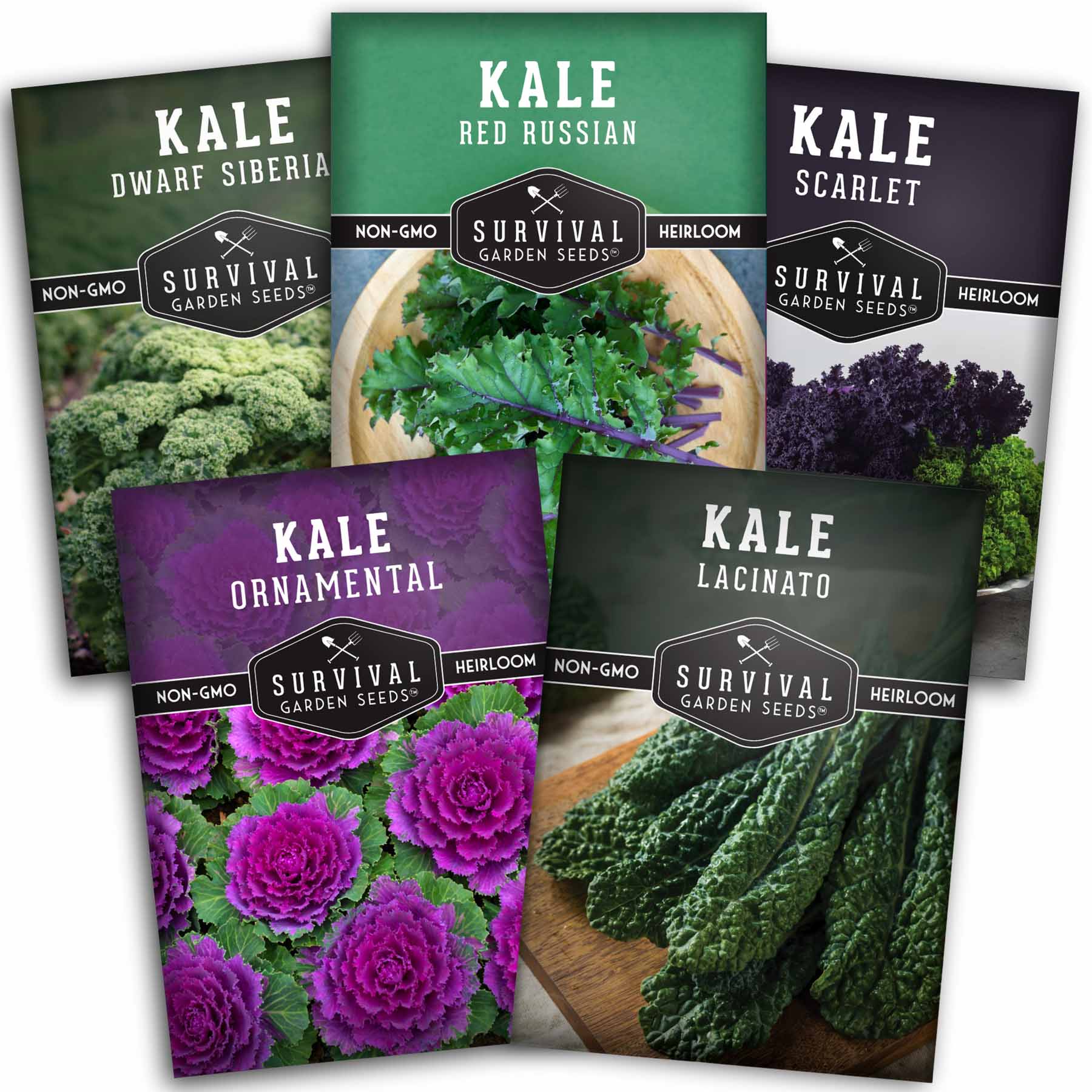 5 Heirloom Kale Varieties Seed Collection – Red Russian, Scarlet, Lacinato, Siberian & Ornamental Kale Seeds for Planting Year-Round Greens and Garden Color
