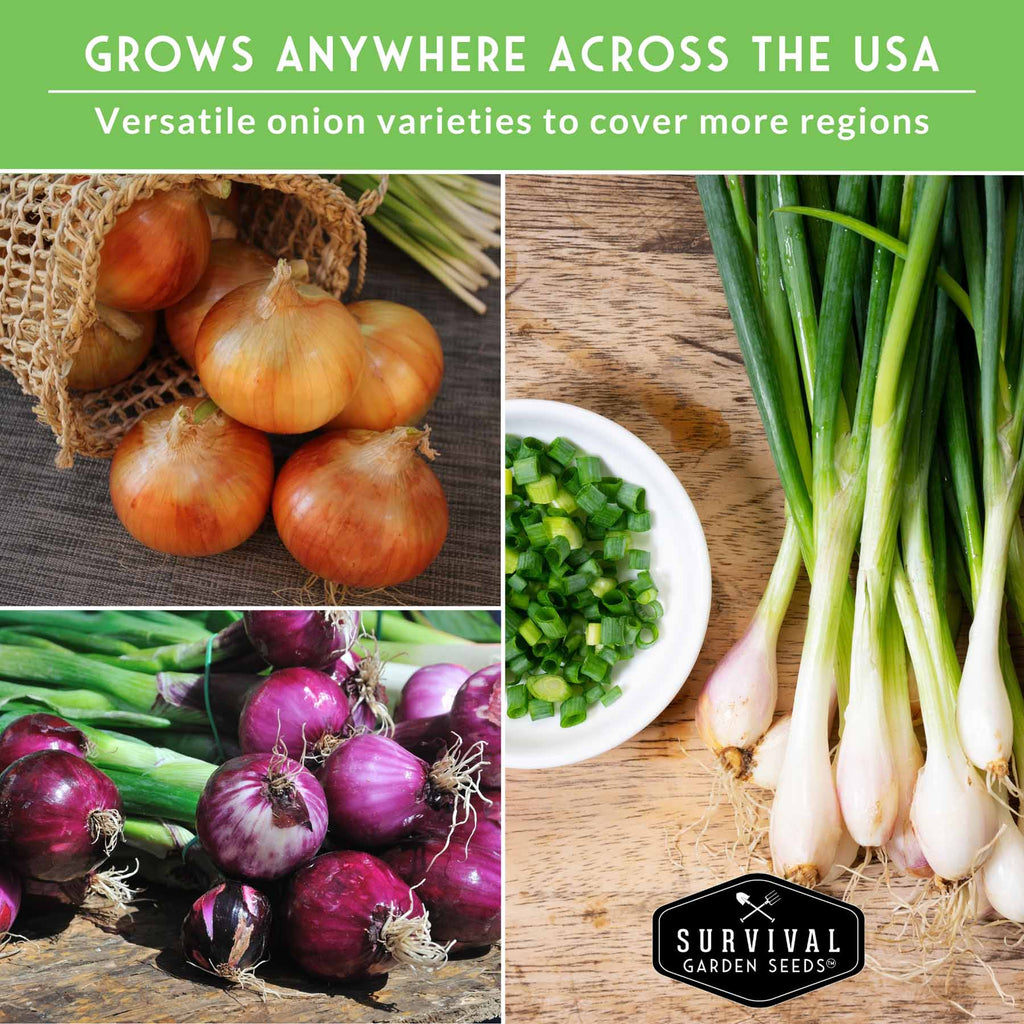 6 Onion Seed Collection – Red, White, Yellow, Bunching & Storage Varieties for Every Growing Region
