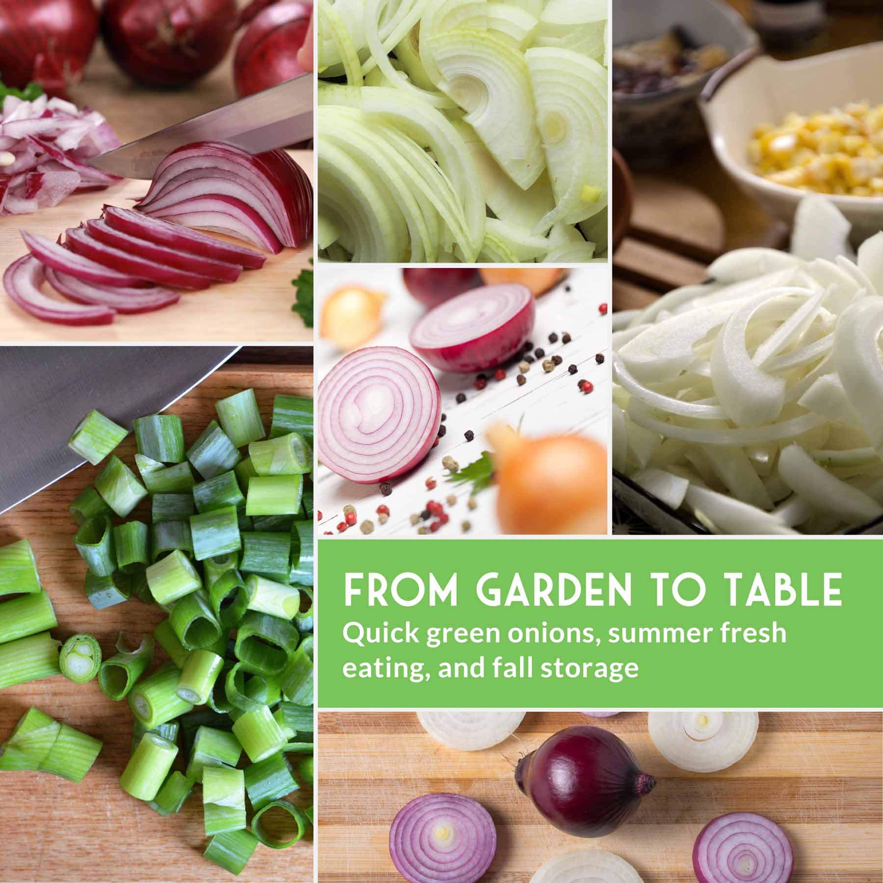6 Onion Seed Collection – Red, White, Yellow, Bunching & Storage Varieties for Every Growing Region