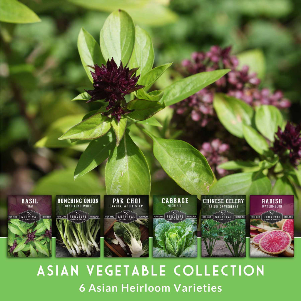 Asian Vegetable Seed Collection – 6 Heirloom, Non-GMO Varieties for Stir-Fries, Soups & Authentic Home Cooking