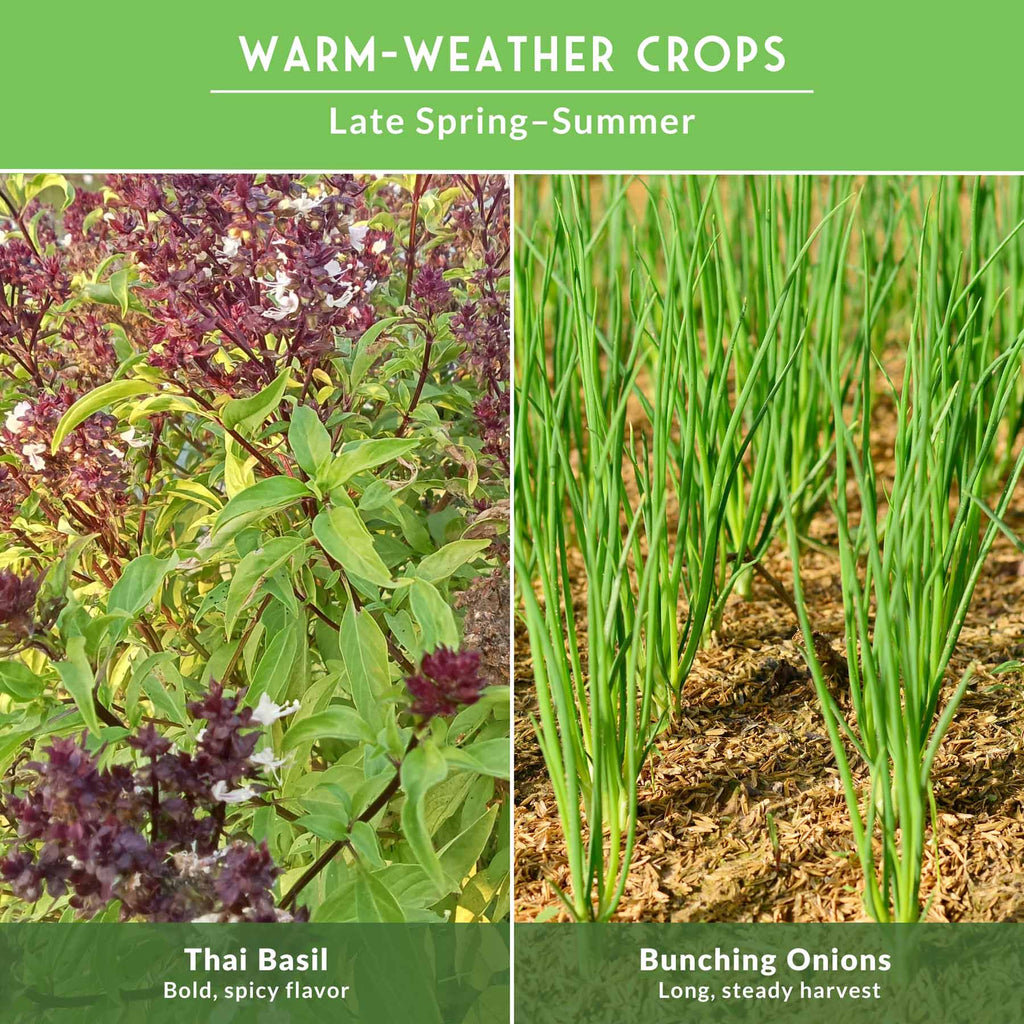 Asian Vegetable Seed Collection – 6 Heirloom, Non-GMO Varieties for Stir-Fries, Soups & Authentic Home Cooking
