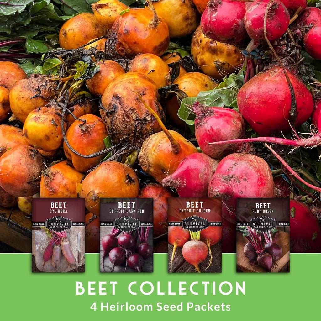 Beet Seed Collection – Cylindra, Ruby Queen, Detroit Dark Red & Golden Beets