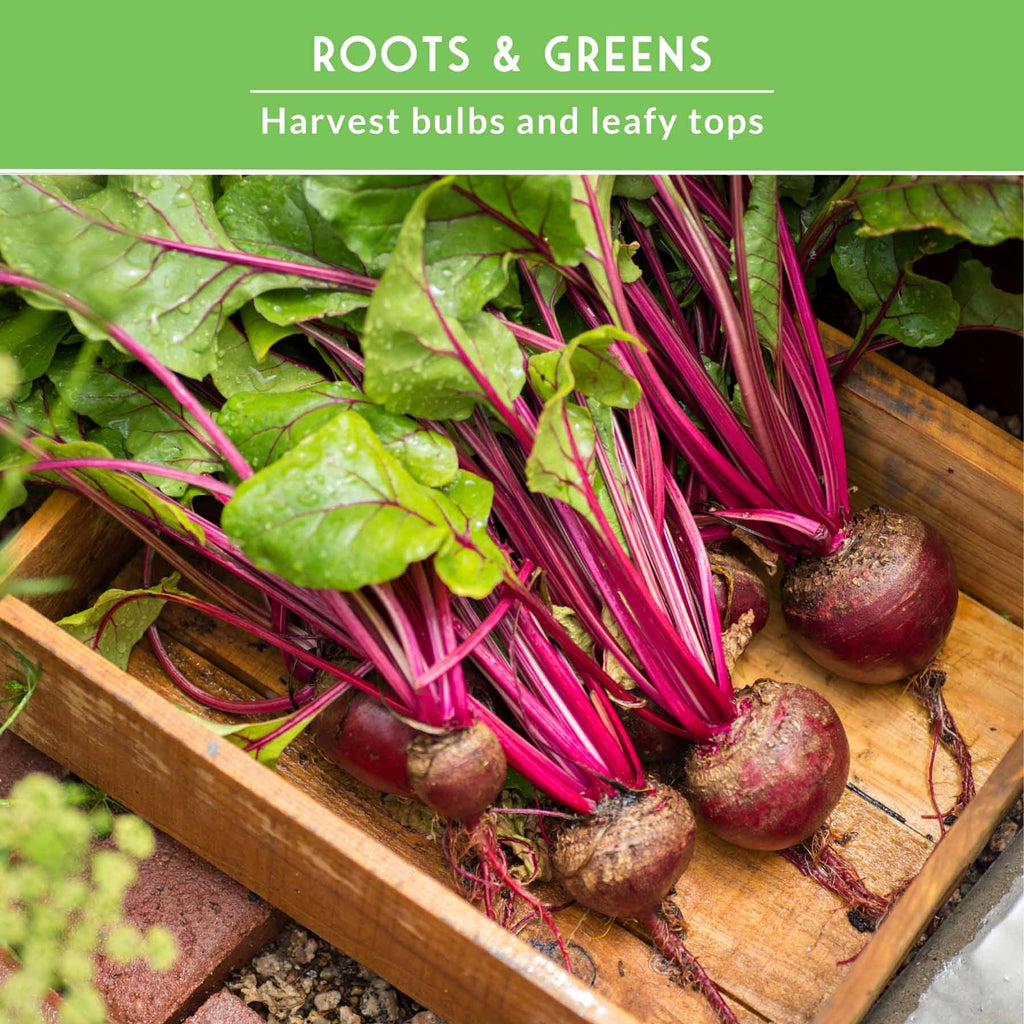 Beet Seed Collection – Cylindra, Ruby Queen, Detroit Dark Red & Golden Beets