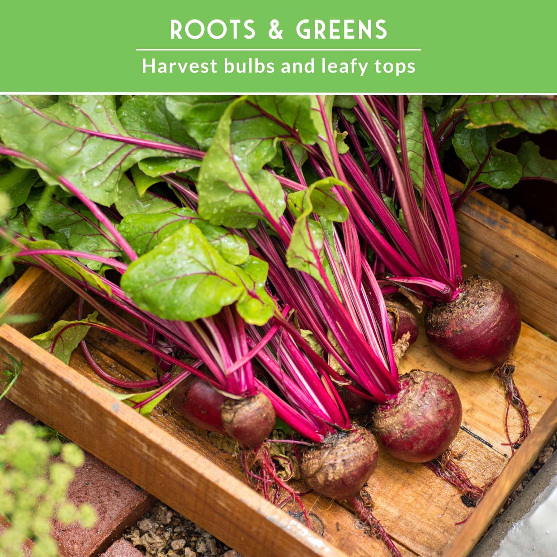 Beet Seed Collection – Cylindra, Ruby Queen, Detroit Dark Red & Golden Beets