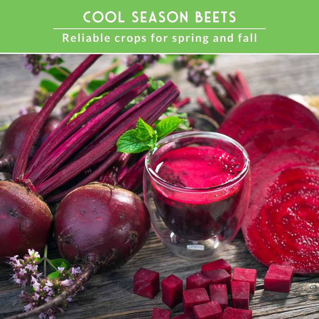 Beet Seed Collection – Cylindra, Ruby Queen, Detroit Dark Red & Golden Beets