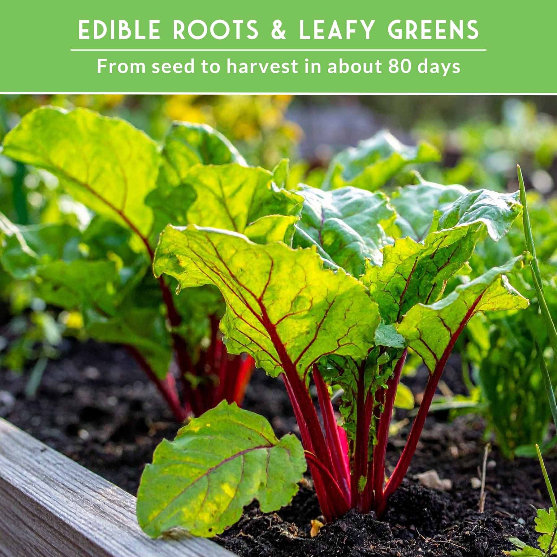 Beet Seed Collection – Cylindra, Ruby Queen, Detroit Dark Red & Golden Beets