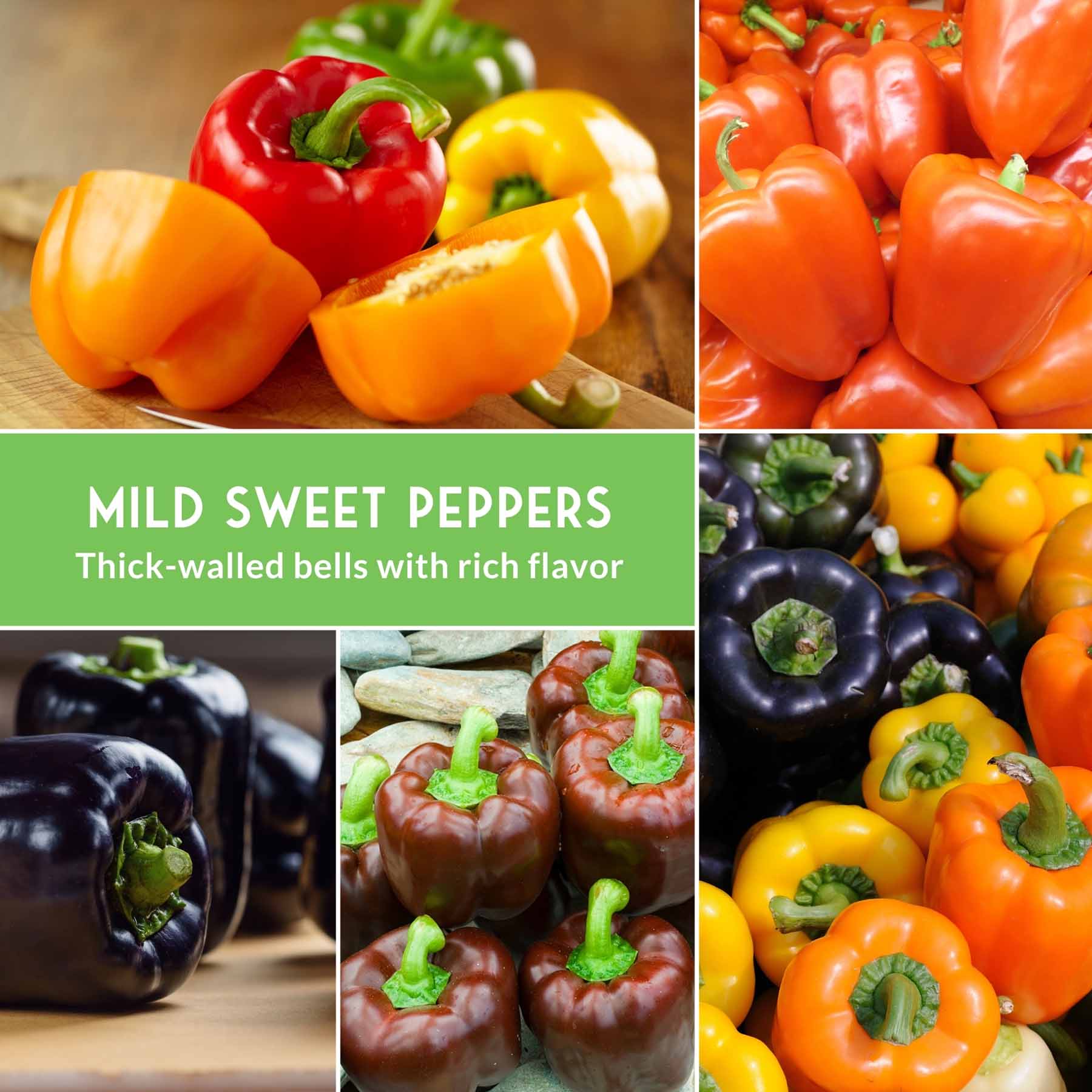 Heirloom Bell Pepper Seed Collection – Non-GMO Sweet Peppers, 5 Colors