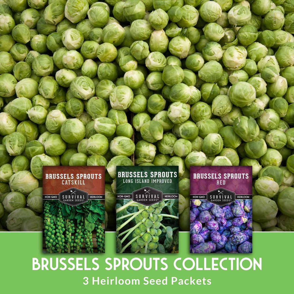 Brussels Sprouts Seed Collection – Red, Catskill & Long Island Improved Heirlooms for Cool-Season Harvests