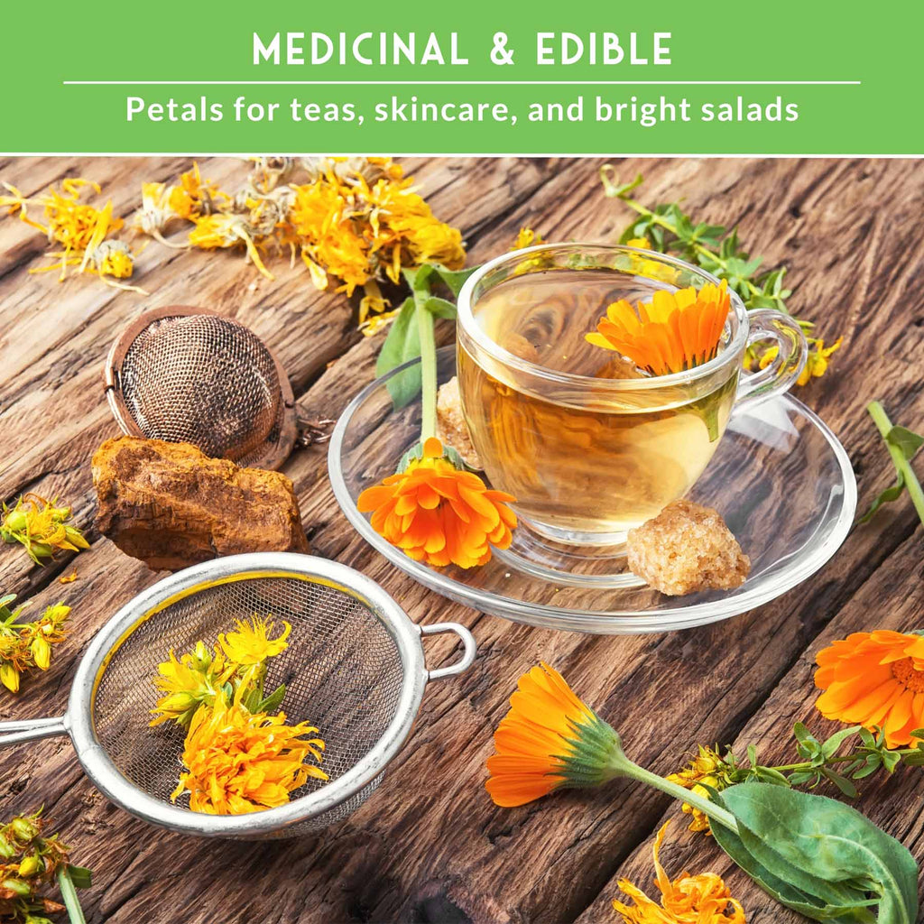 Calendula Seed Collection – Pacific Beauty, Apricot Beauty, Balls Orange & Greenheart for Colorful, Herbal Blooms