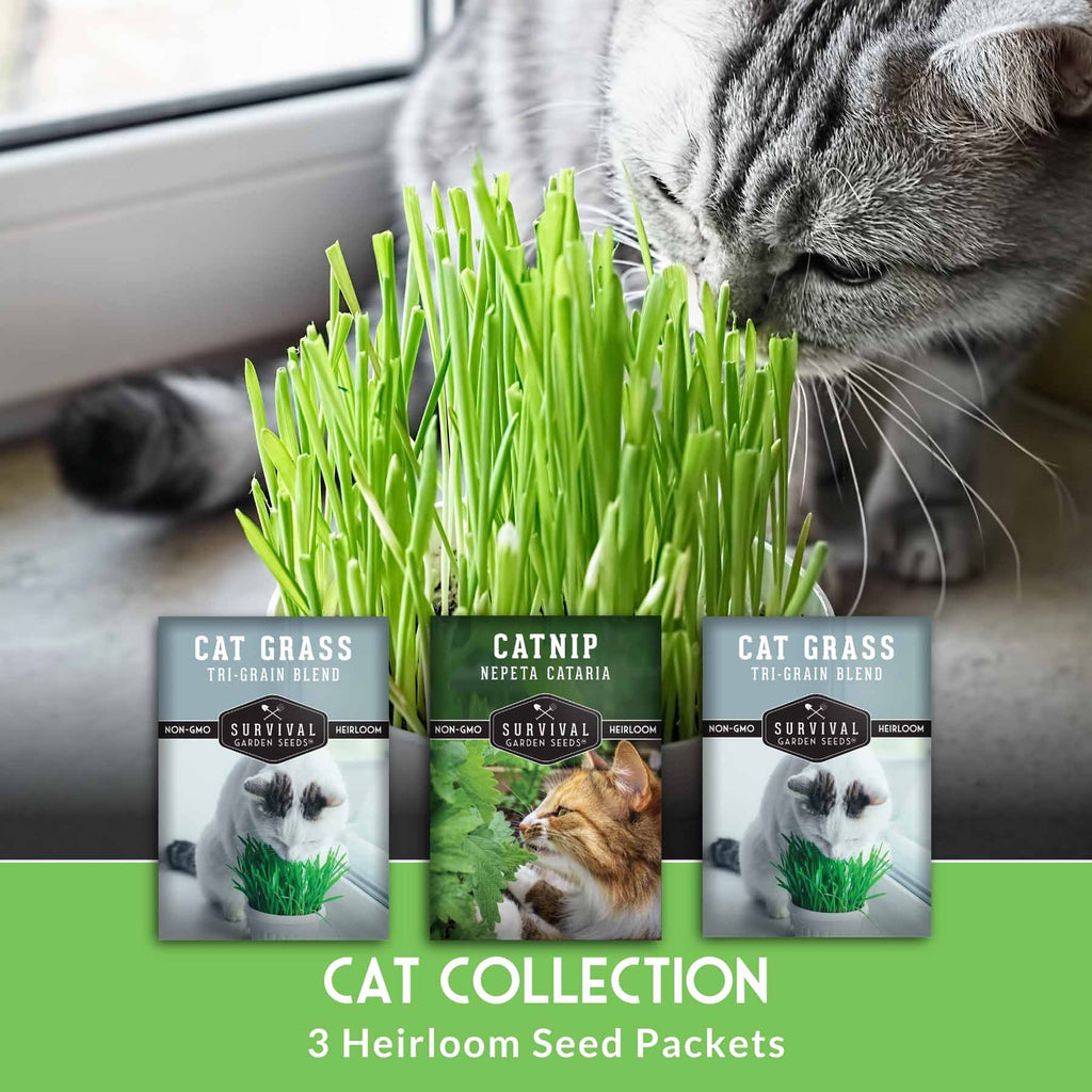 Cat Grass & Catnip Seed Collection – Fun, Healthy Greens & Enrichment Herbs for Indoor Cats