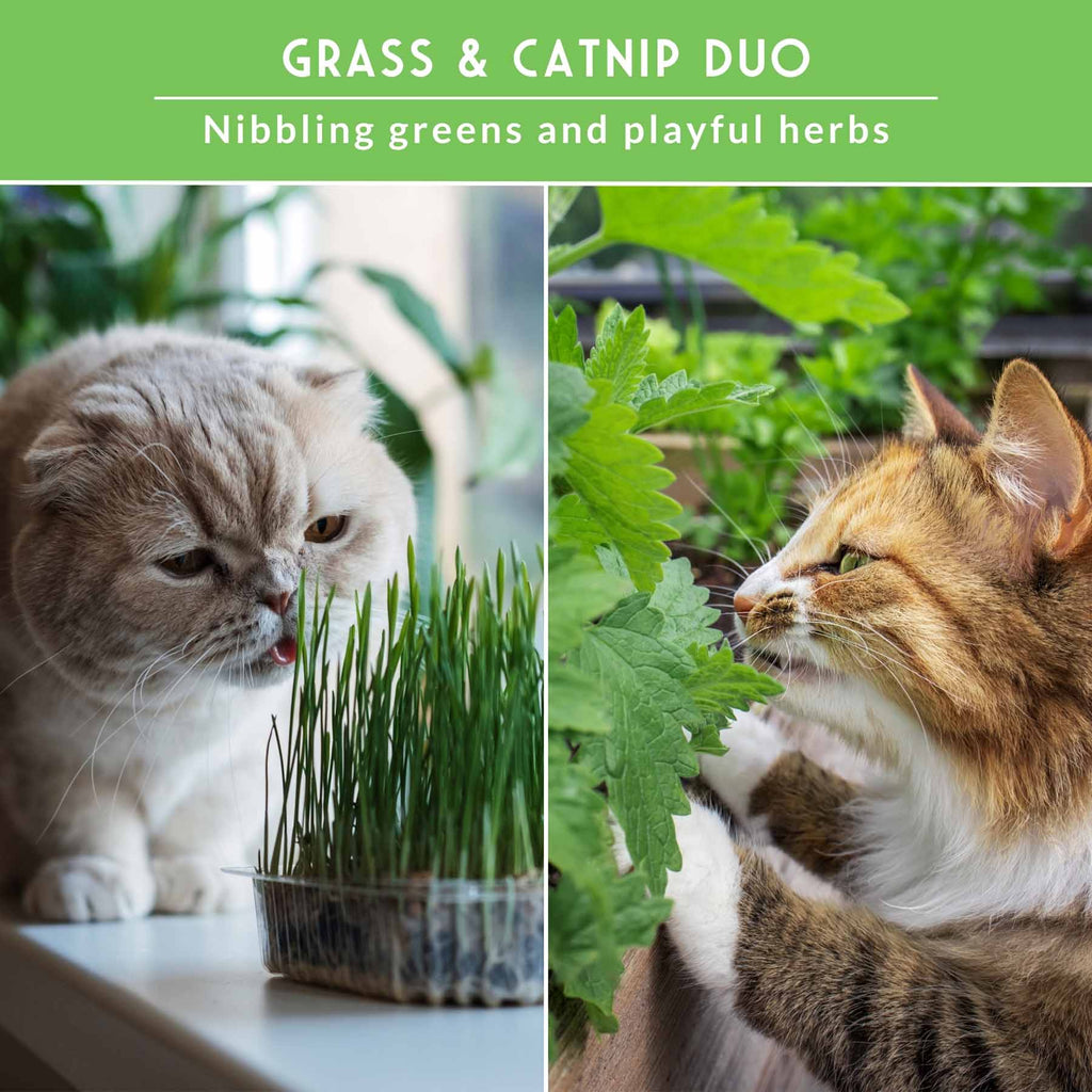 Cat Grass & Catnip Seed Collection – Fun, Healthy Greens & Enrichment Herbs for Indoor Cats