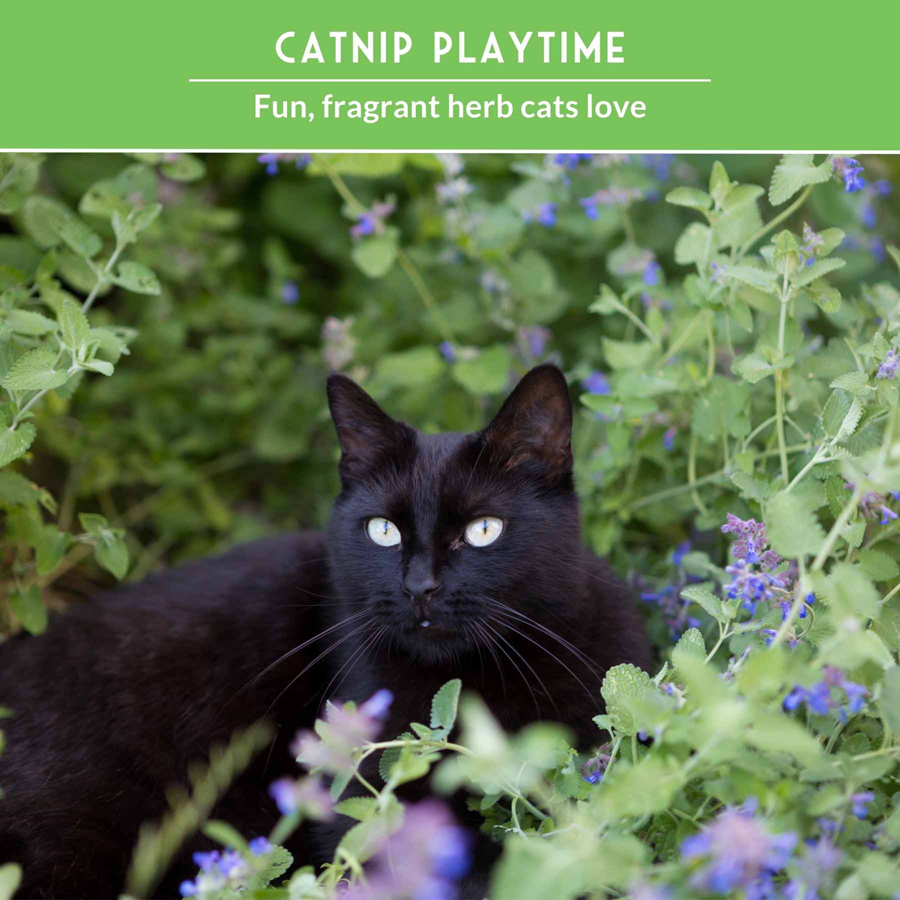 Cat Grass & Catnip Seed Collection – Fun, Healthy Greens & Enrichment Herbs for Indoor Cats