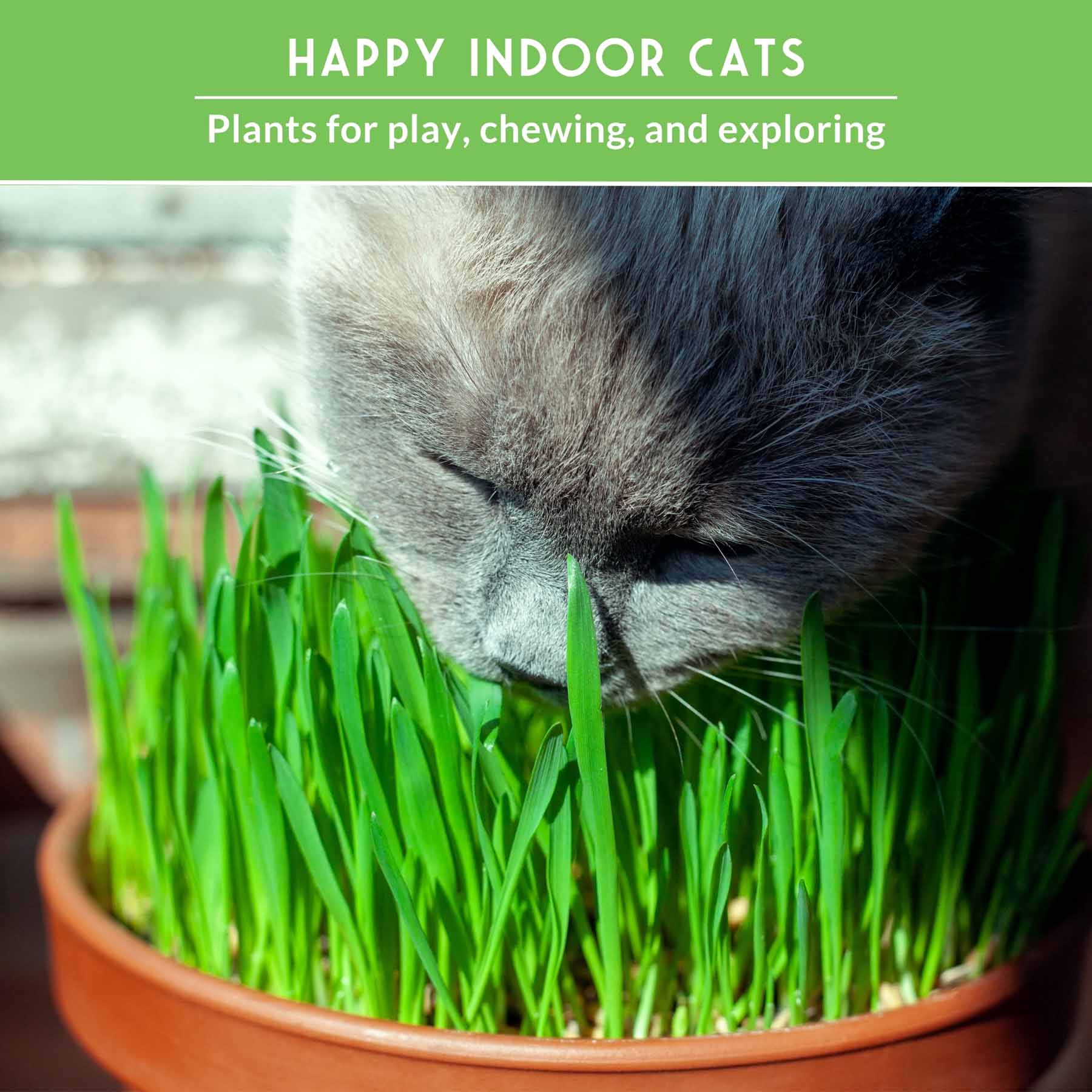 Cat Grass & Catnip Seed Collection – Fun, Healthy Greens & Enrichment Herbs for Indoor Cats