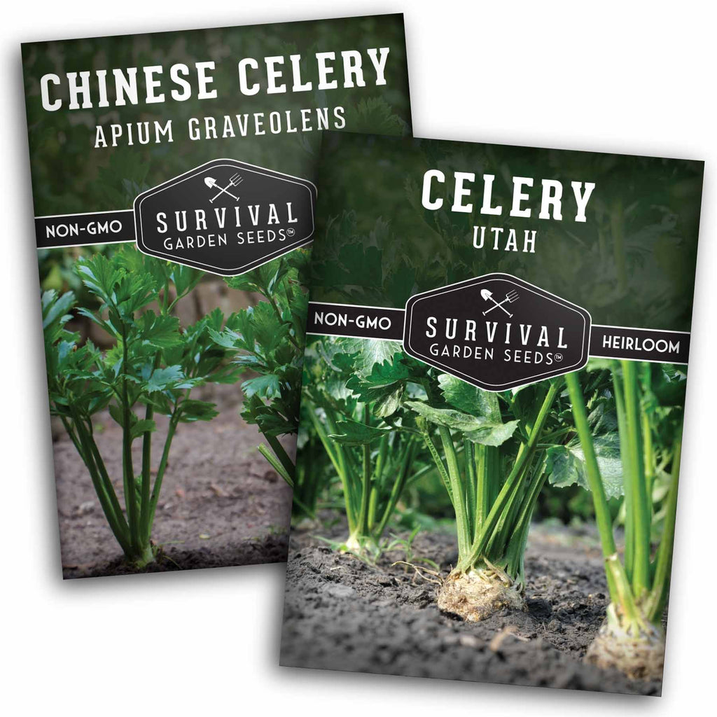 Celery Seed Collection – Utah Celery & Chinese Celery for Flavorful, Productive Gardens