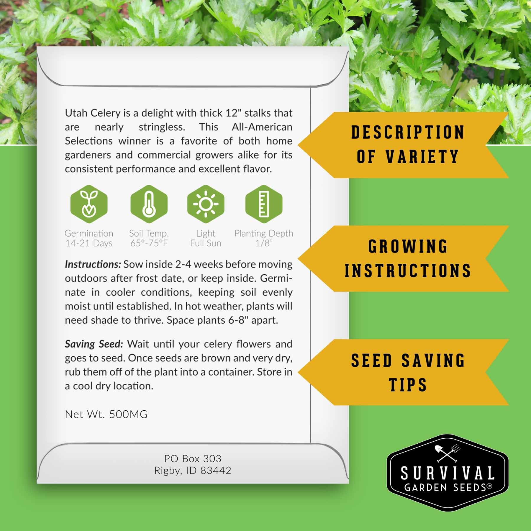 Celery Seed Collection – Utah Celery & Chinese Celery for Flavorful, Productive Gardens
