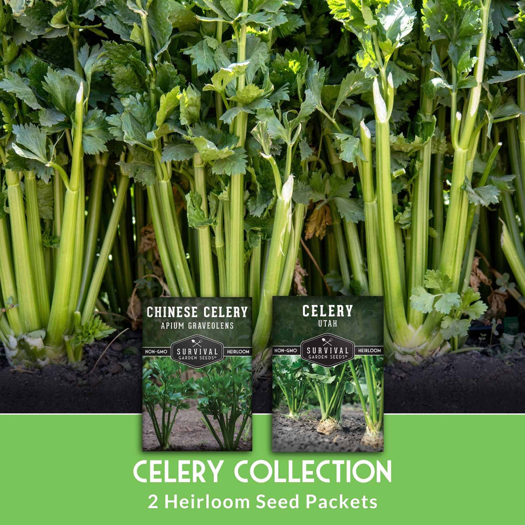 Celery Seed Collection – Utah Celery & Chinese Celery for Flavorful, Productive Gardens