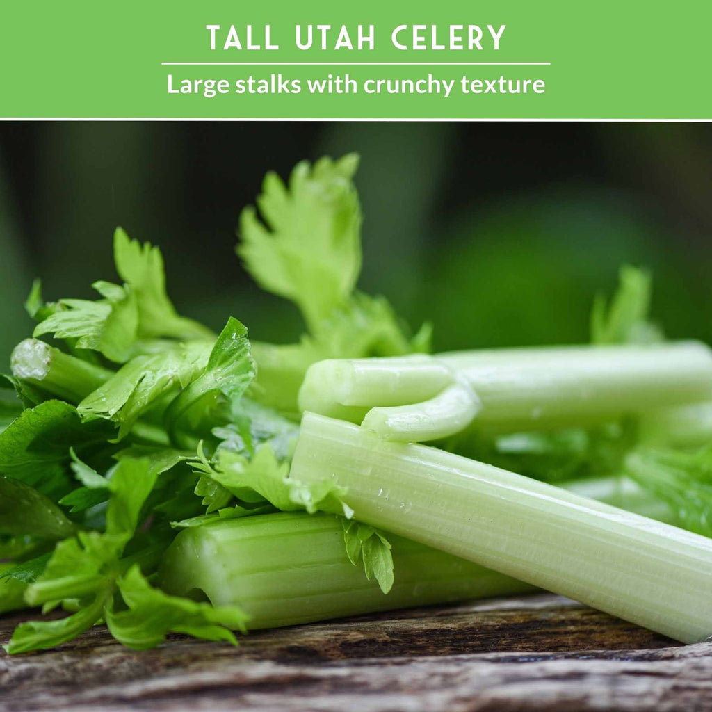 Celery Seed Collection – Utah Celery & Chinese Celery for Flavorful, Productive Gardens
