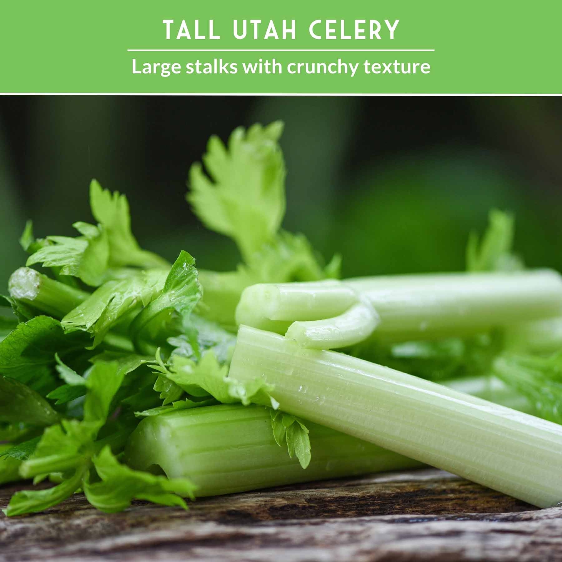 Celery Seed Collection – Utah Celery & Chinese Celery for Flavorful, Productive Gardens