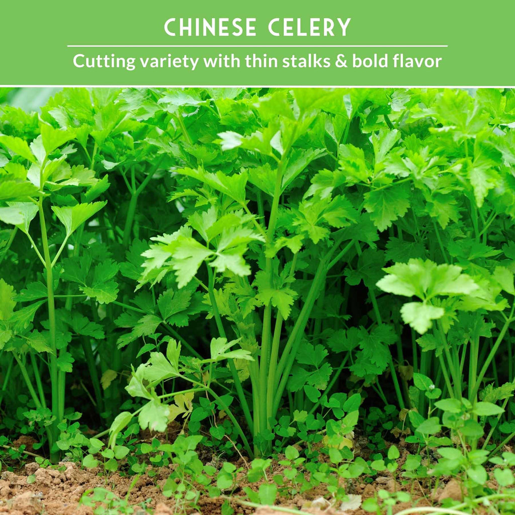 Celery Seed Collection – Utah Celery & Chinese Celery for Flavorful, Productive Gardens