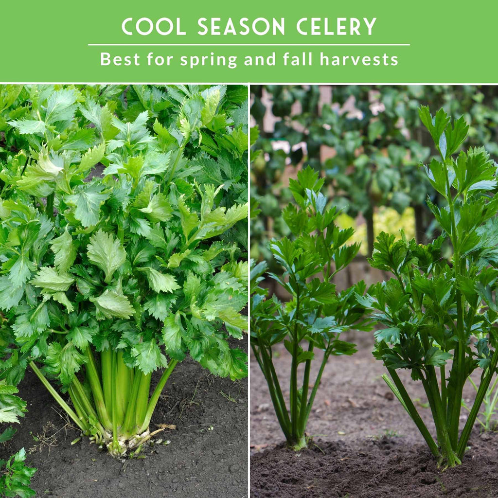 Celery Seed Collection – Utah Celery & Chinese Celery for Flavorful, Productive Gardens