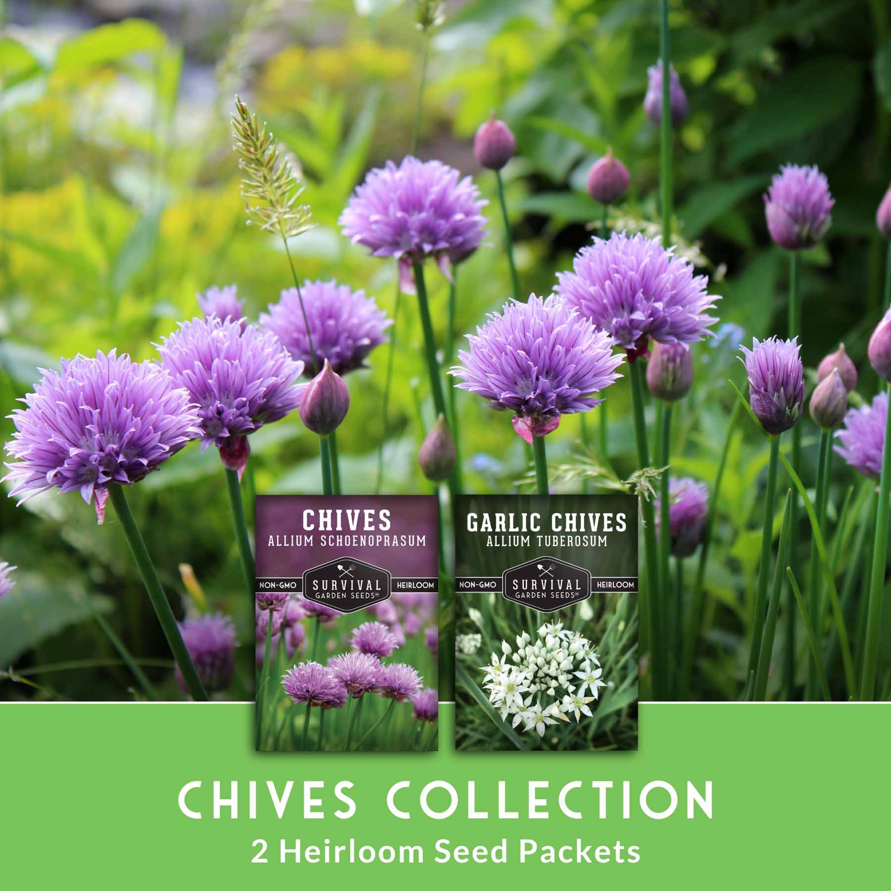 Chive Seed Collection – Common Chives & Garlic Chives for Flavorful, Pollinator-Friendly Herb Gardens