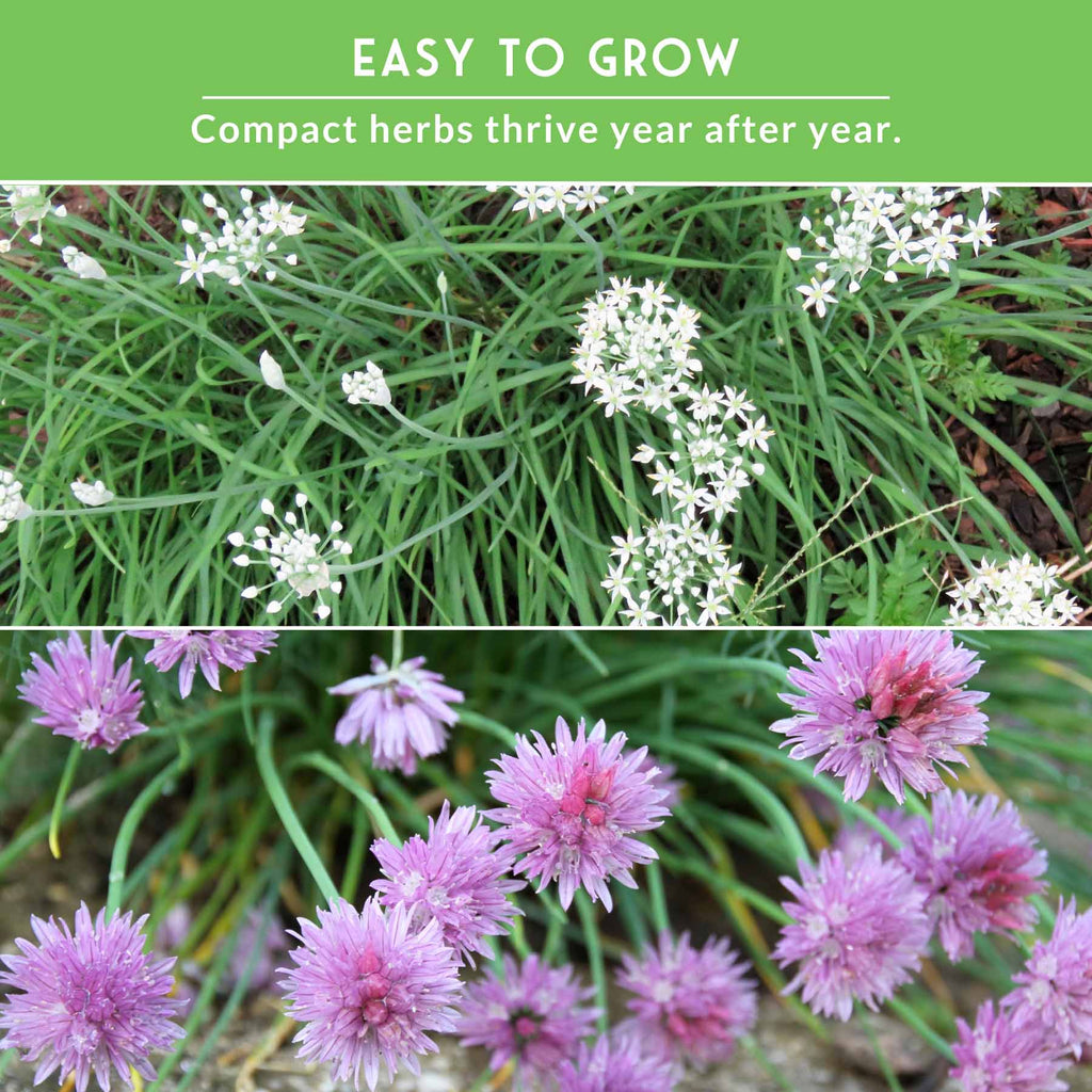 Chive Seed Collection – Common Chives & Garlic Chives for Flavorful, Pollinator-Friendly Herb Gardens