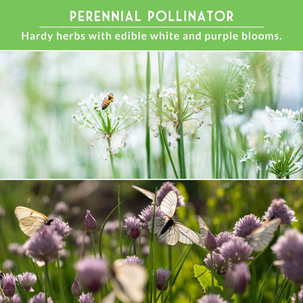 Chive Seed Collection – Common Chives & Garlic Chives for Flavorful, Pollinator-Friendly Herb Gardens