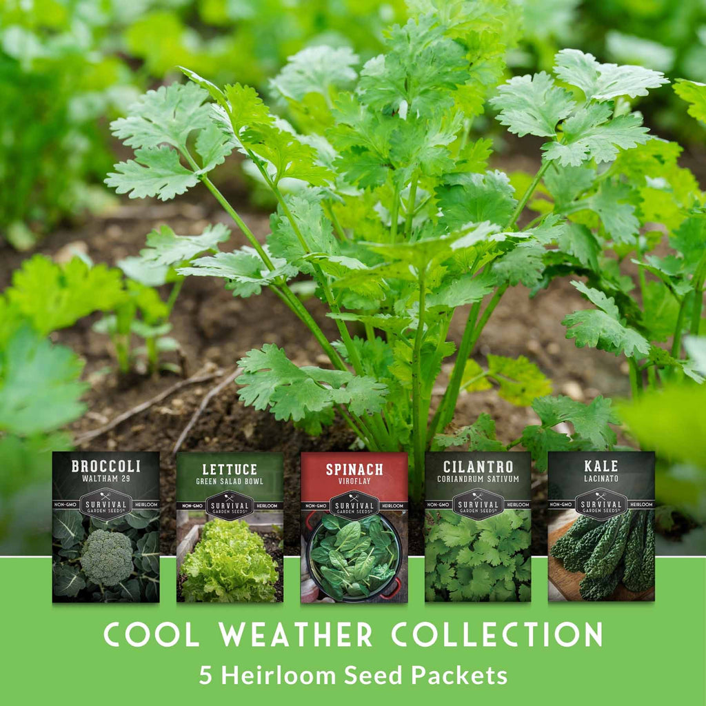 Cool Weather Garden Seeds Collection – 5 Heirloom Non-GMO Vegetables for Fall & Spring Planting | Cold-Hardy Greens & Herbs