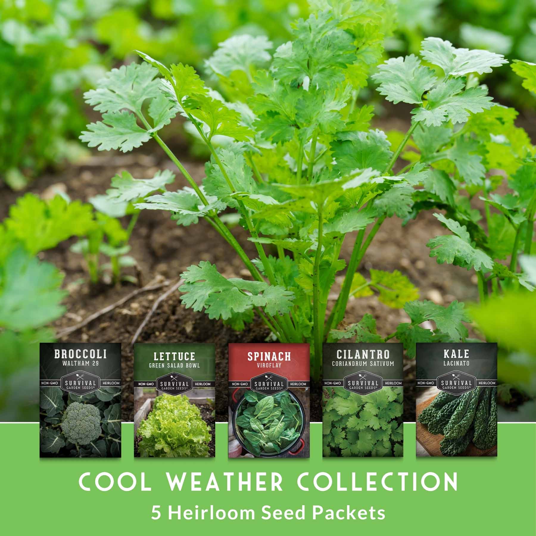 Cool Weather Garden Seeds Collection – 5 Heirloom Non-GMO Vegetables for Fall & Spring Planting | Cold-Hardy Greens & Herbs