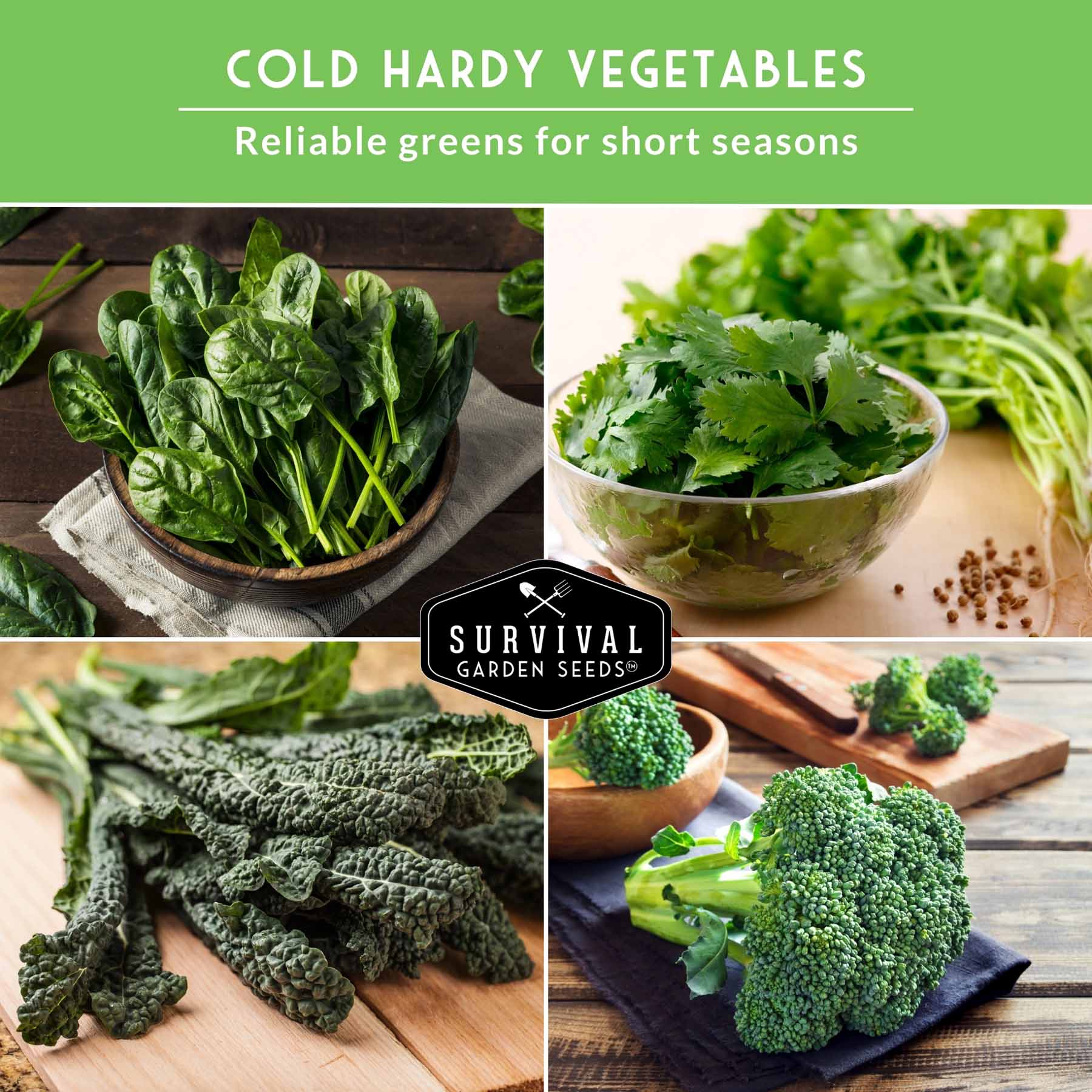 Cool Weather Garden Seeds Collection – 5 Heirloom Non-GMO Vegetables for Fall & Spring Planting | Cold-Hardy Greens & Herbs